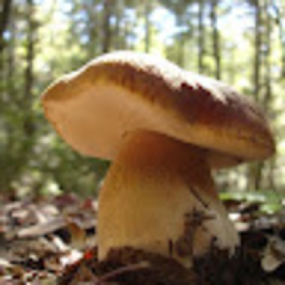 Meet your Posher, Nisreen